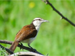 Bicolored Wren
